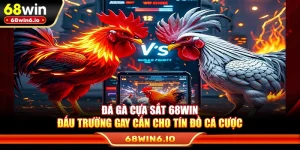 Đá Gà Cựa Sắt 68WIN - Đấu Trường Gay Cấn Cho Tín Đồ Cá Cược
