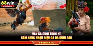 Vảy Gà Chọi Thần Kê – Cẩm Nang Nhận Diện Gà Đá Đỉnh Cao