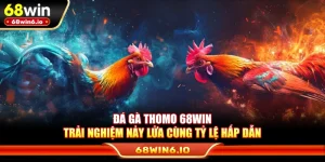 Đá Gà Thomo 68WIN - Trải Nghiệm Nảy Lửa Cùng Tỷ Lệ Hấp Dẫn