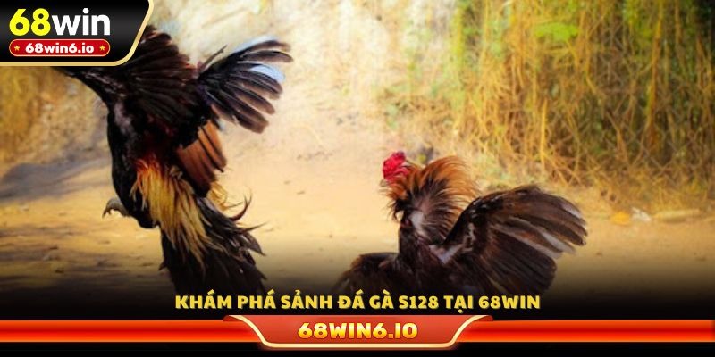 Khám phá sảnh đá gà S128 tại 68WIN