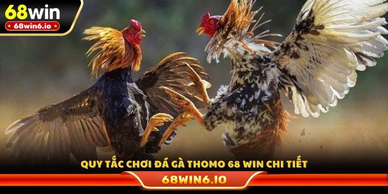 Quy tắc chơi đá gà Thomo 68 WIN chi tiết