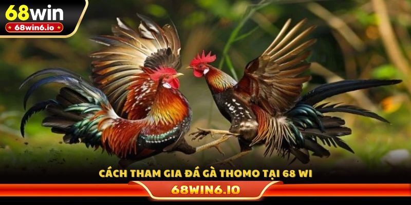 Cách tham gia đá gà Thomo tại 68 WIN