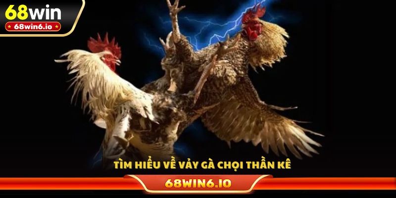 Tìm hiểu về vảy gà chọi thần kê