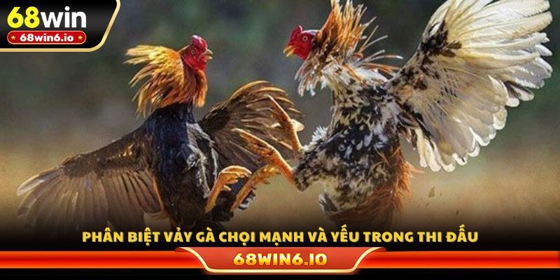 Phân biệt vảy gà chọi mạnh và yếu trong thi đấu