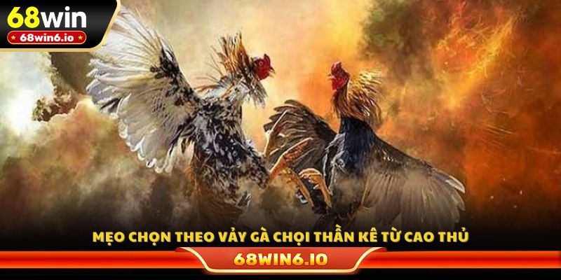 Mẹo chọn theo vảy gà chọi thần kê từ cao thủ
